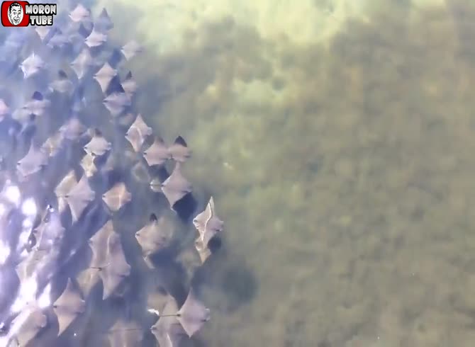 Video :A large ray gathering in Florida
